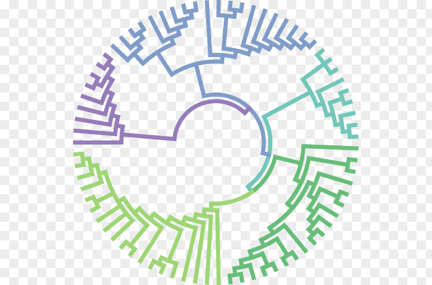 Evolution Molecular Phylogenetic Tree Biology Phylogenetics PNG