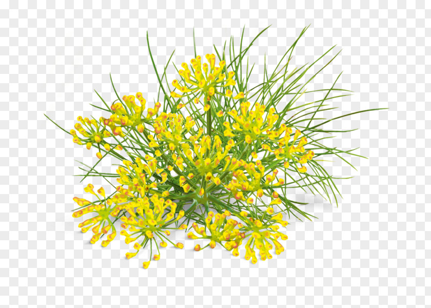 Highway M07 Cut Flowers Dill Fennel Mustard PNG