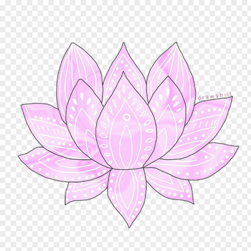 Lotus Flower Petal Transparency And Translucency Drawing PNG