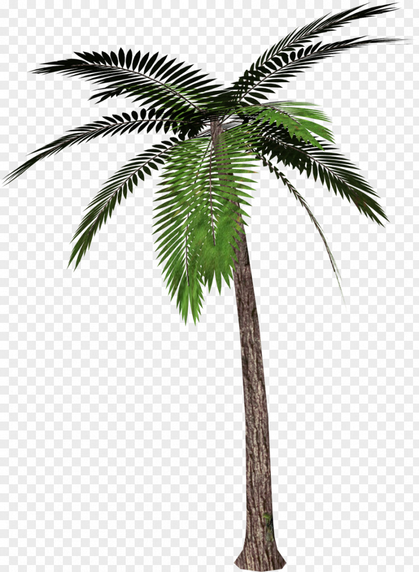 Palm Tree Phoenix Canariensis Washingtonia Robusta Filifera Date Arecaceae PNG
