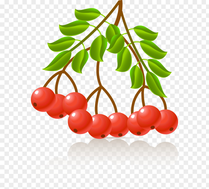 Photography Plant Clip Art PNG