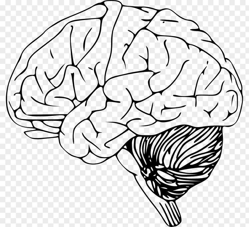 Brain Drawing Clip Art PNG