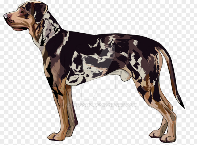 Dog Breed Catahoula Cur English Foxhound Great Dane American Leopard Hound PNG
