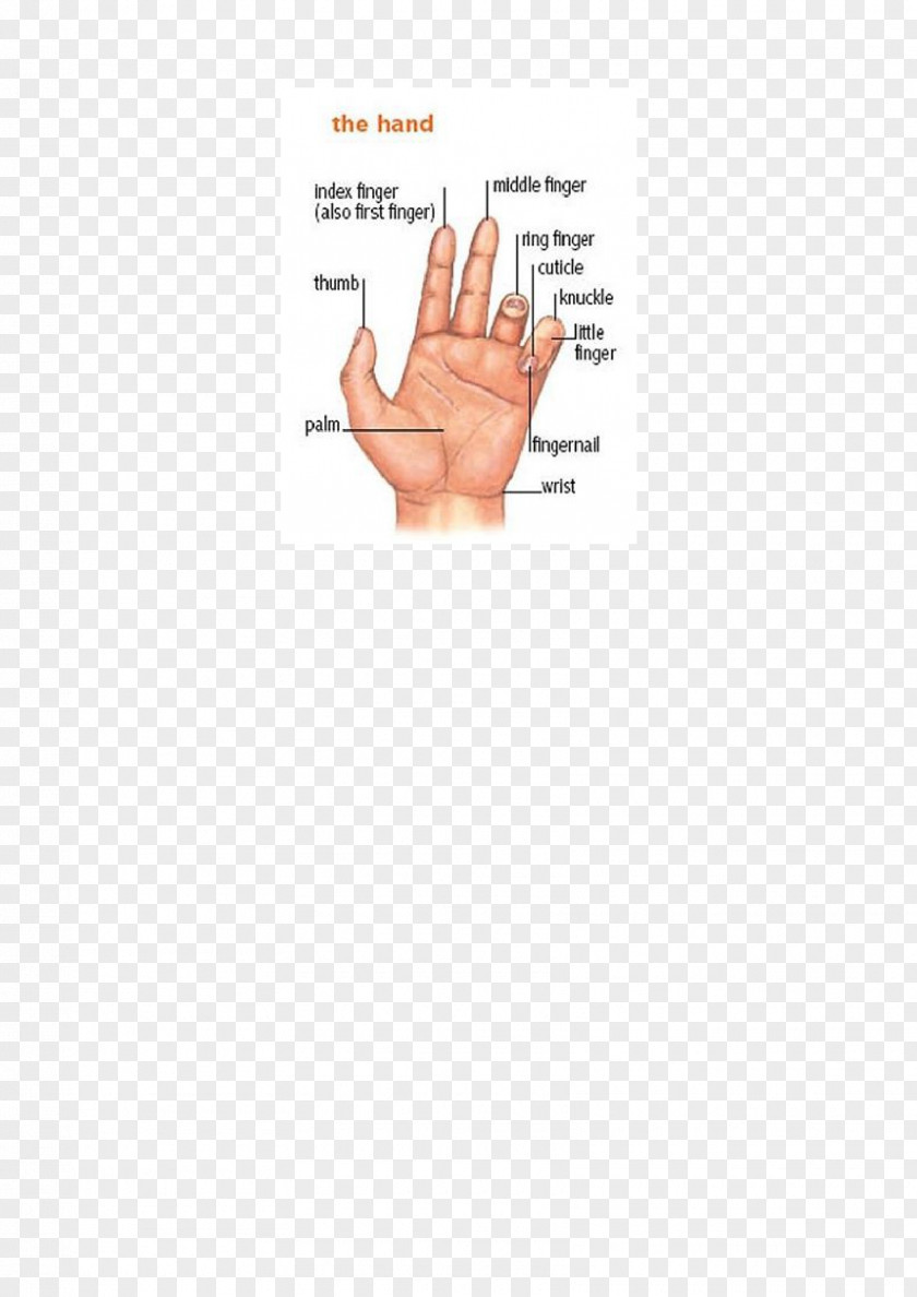 Index Finger Thumb Hand Model Document Line PNG