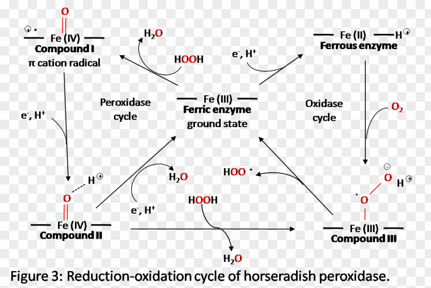 Line Point Angle Horseradish Peroxidase Intersection PNG
