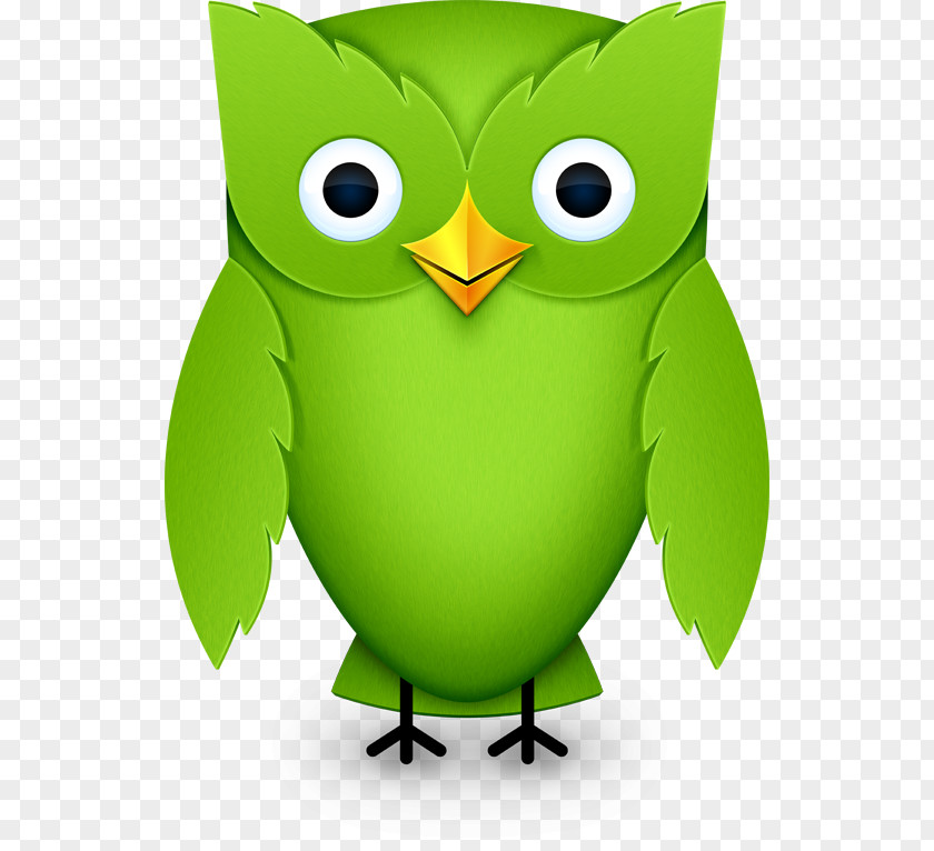 Owl Duolingo Learning Language Translation PNG
