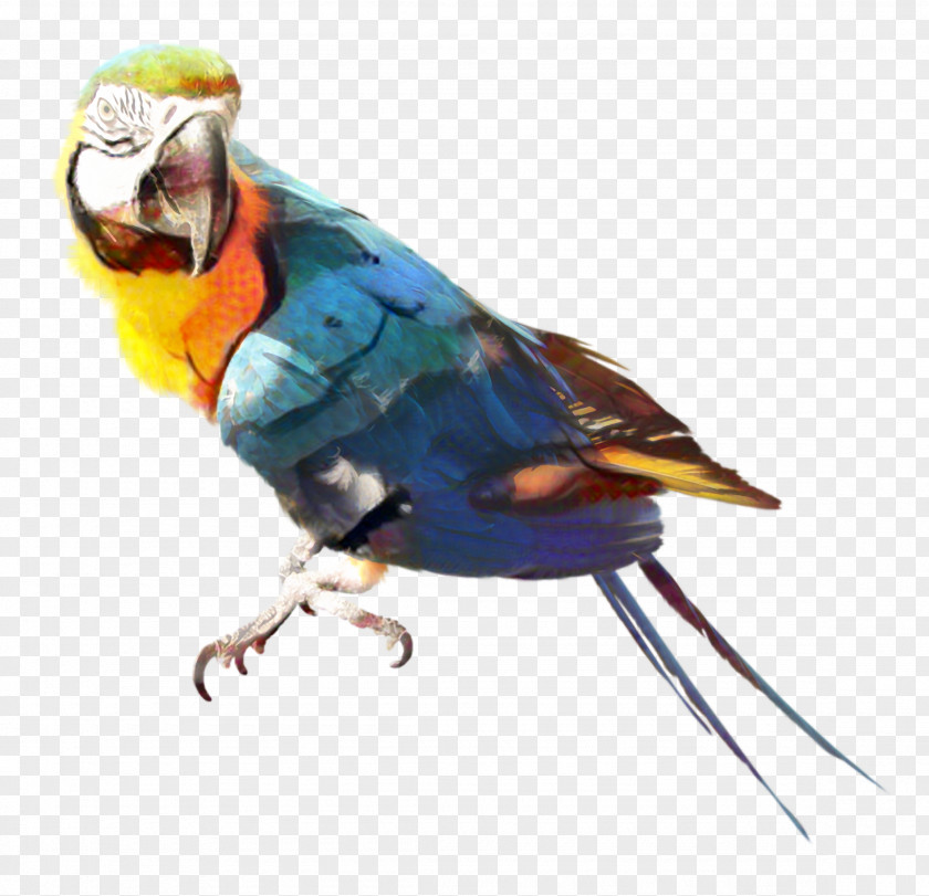 Parrots Of New Guinea Bird Amazon Parrot Clip Art PNG