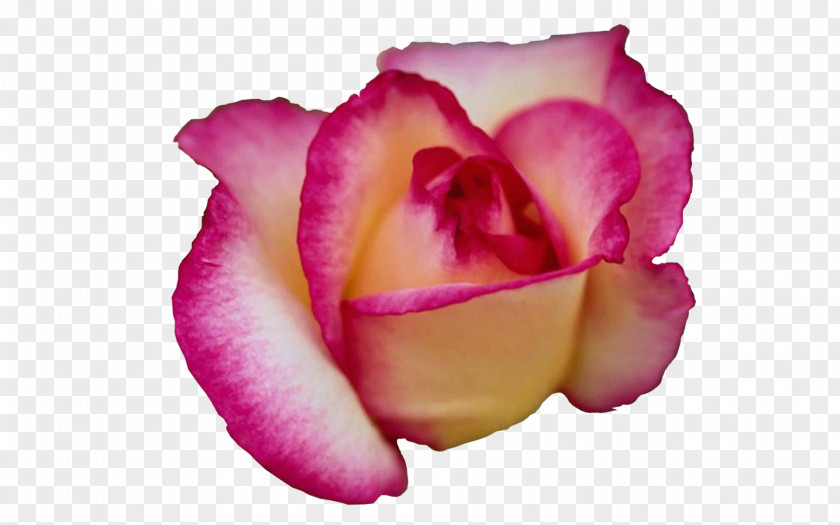 Flower Garden Roses Name Love 1 Corinthians 13 PNG