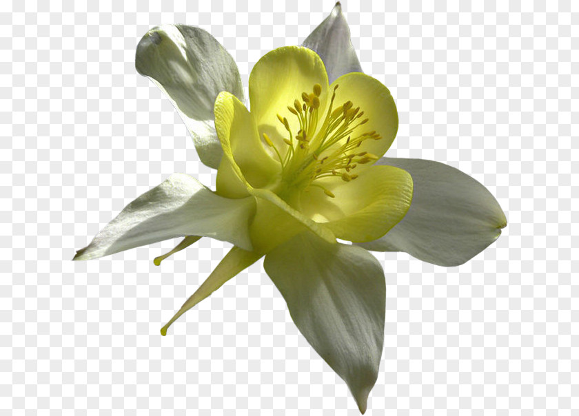 Flower TinyPic Blog PNG