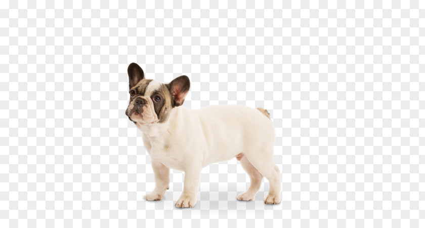French Bulldog Toy Dog Breed Puppy PNG