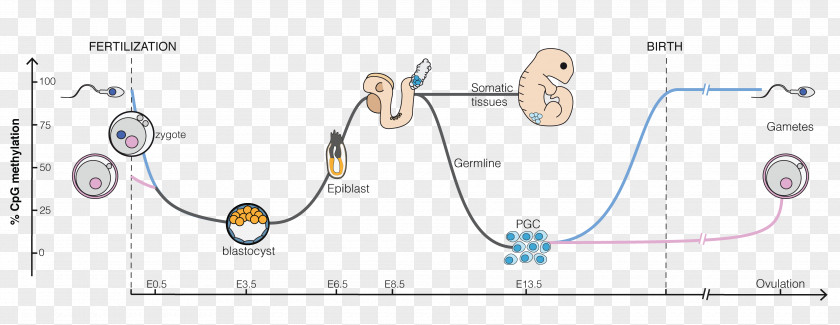 Germ Cell DNA Methylation Reprogramming Embryogenesis PNG