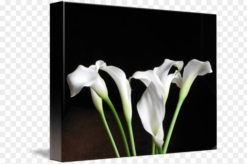 Arumlily Calas Still Life Photography PNG