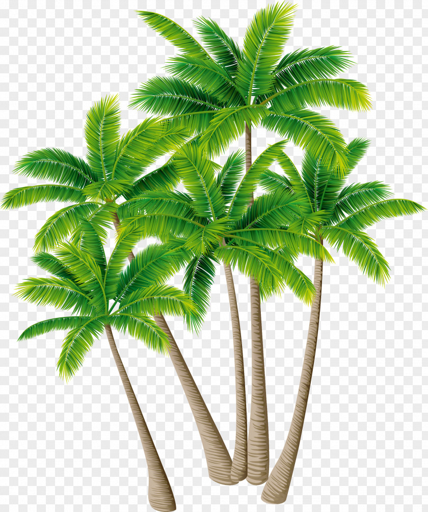 Coconut Tree Vector Material Green Plants Arecaceae Download PNG