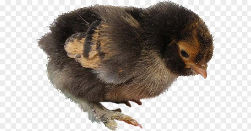 Easter Chick Fauna Beak Chicken As Food PNG