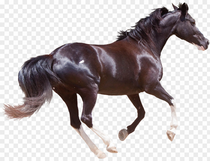Horse Friesian Morgan American Quarter Black Forest Stallion PNG