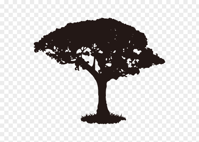 Silhouette Walnut Tree Illustration YouTube PNG