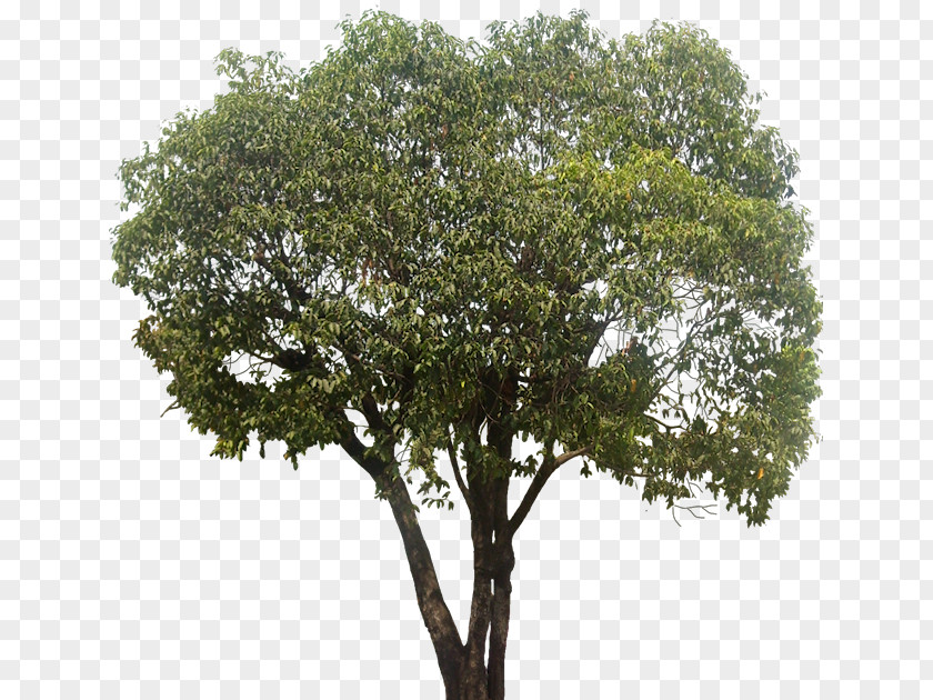 Tree Branch Shrub PNG