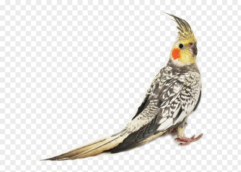 Bird Cockatiel Budgerigar Zebra Finch Cockatoo PNG