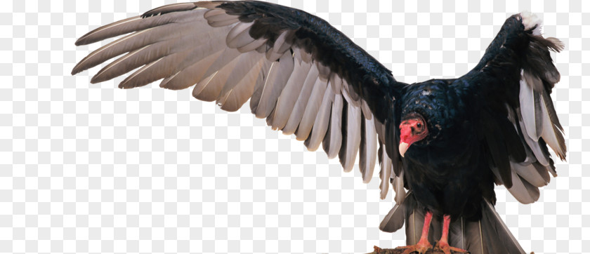 Bird Turkey Vulture Eagle PNG