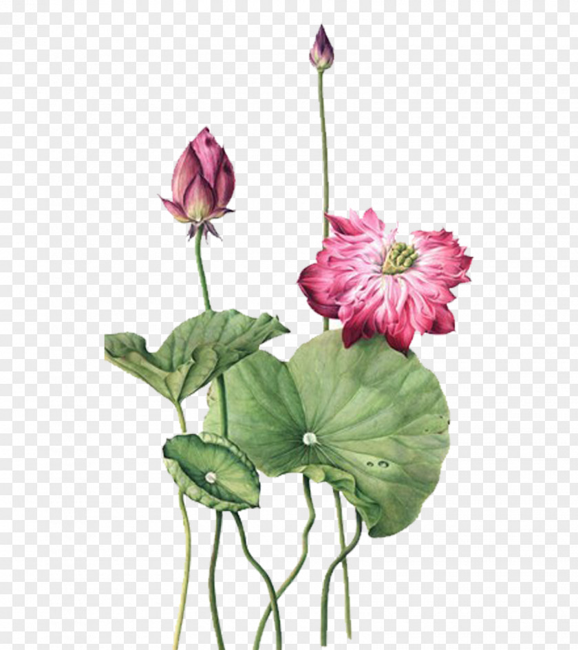 Lotus Nelumbo Nucifera Watercolor Painting Ink Wash Illustration PNG