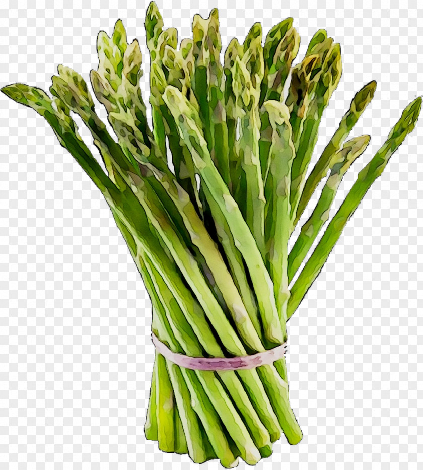 Asparagus Valle Del Carrizo Infographic Vegetable PNG