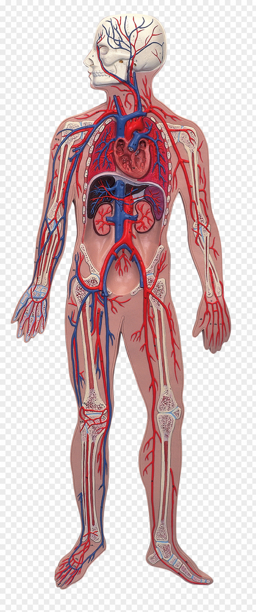 Blood Human Anatomy Body Nervous System Illustration PNG