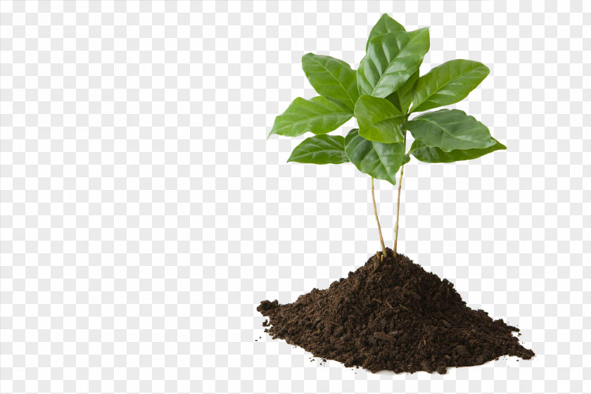 Green Leaves On The Soil Tree Stock Photography Plant PNG