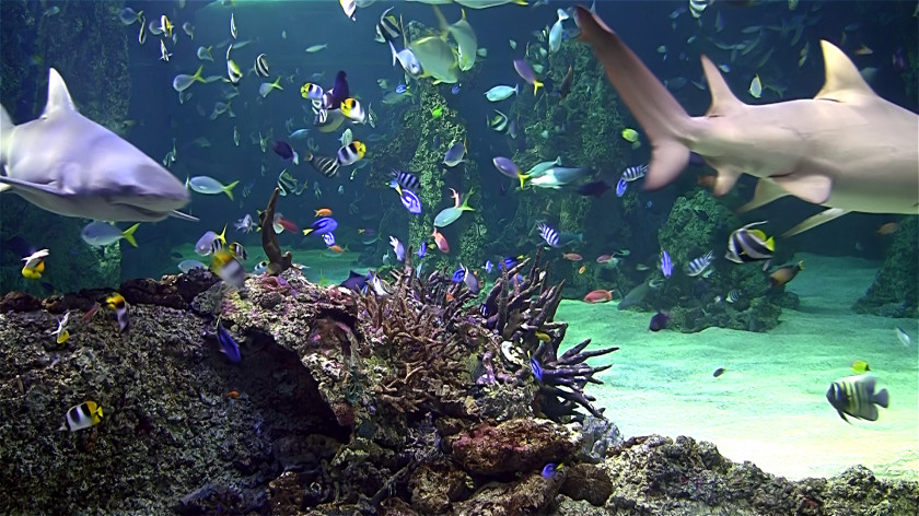 Aquarium Desktop Wallpaper High-definition Television Screensaver Video PNG
