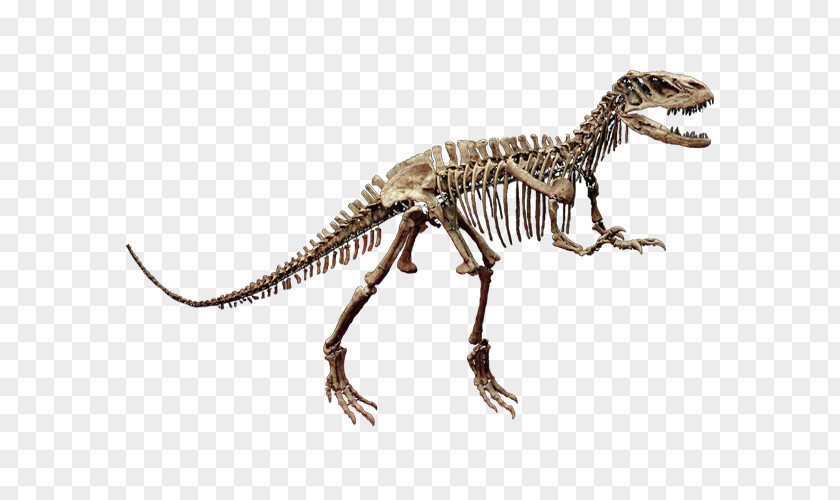 Dinosaur Tyrannosaurus Velociraptor Skeleton Shaximiao Formation PNG