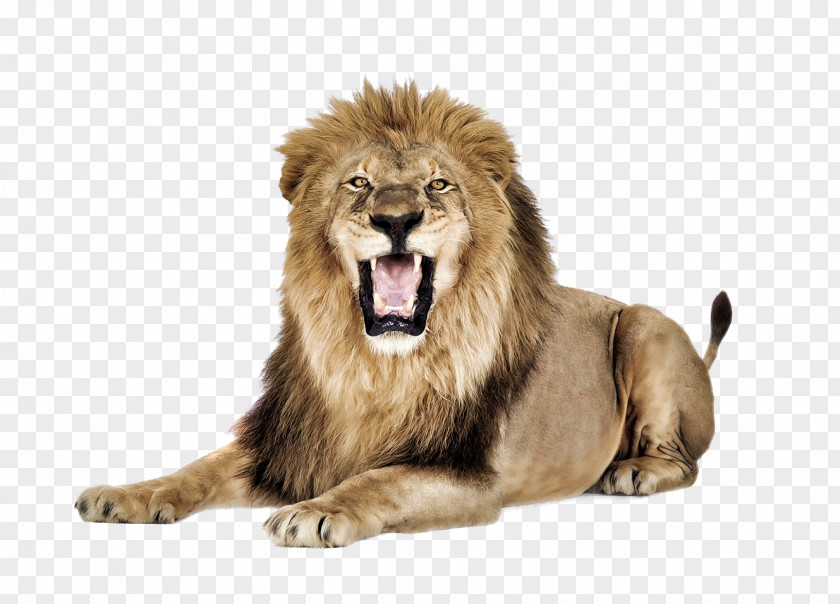 Lion East African How Speak Like A Pro Icon PNG