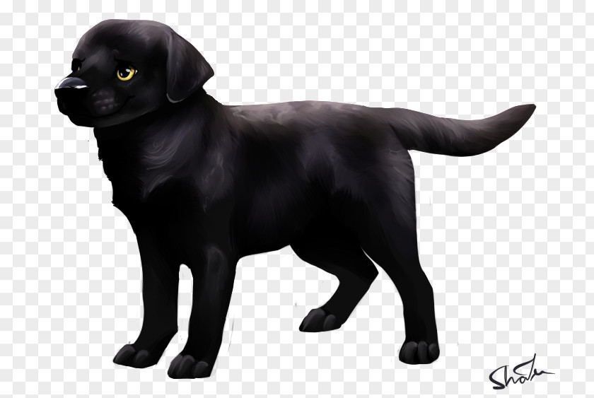 Puppy Labrador Retriever Flat-Coated Dog Breed Companion PNG