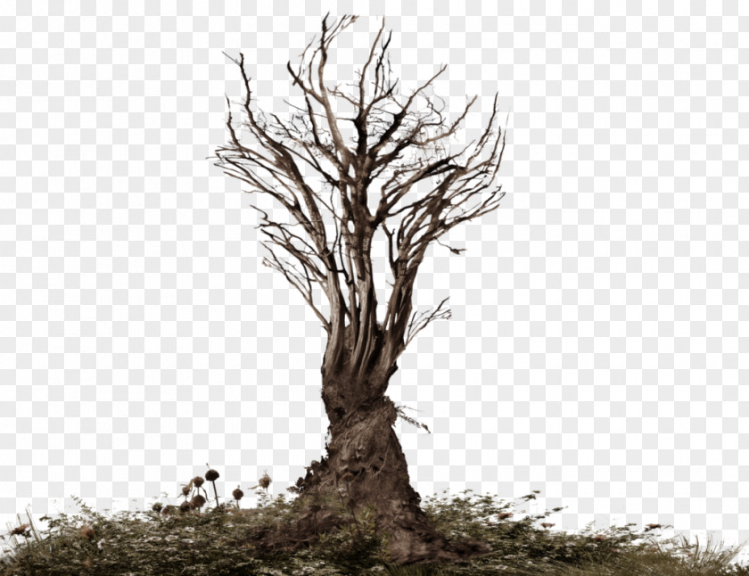 Root Common Ivy Tree Snag Branch PNG