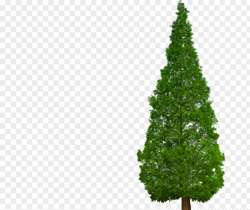 Tree Metasequoia Glyptostroboides Plant Chinese Fir Cypress PNG