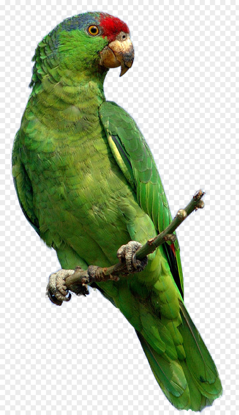 Green Parrot Images, Free Download Red-crowned Amazon Bird Clip Art PNG