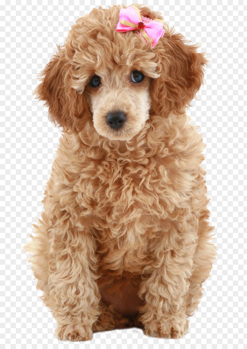 Puppy Miniature Poodle Standard Toy Cockapoo Schnoodle PNG
