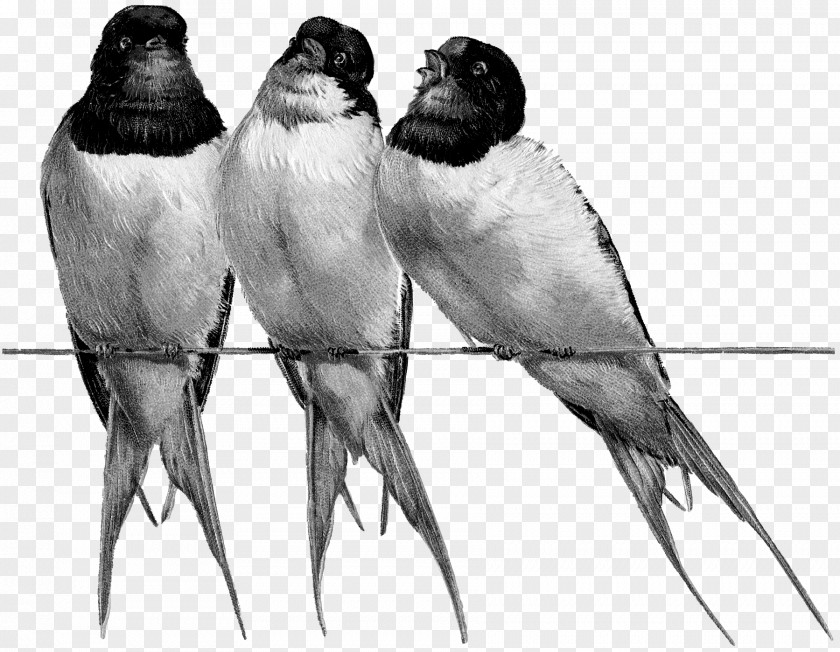 Swallows Beak Bird Feather Drawing Fauna PNG