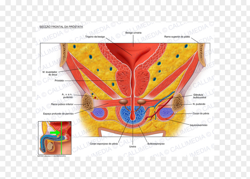 Tongue Prostate Urinary Bladder Pelvis Genitourinary System Anatomy PNG