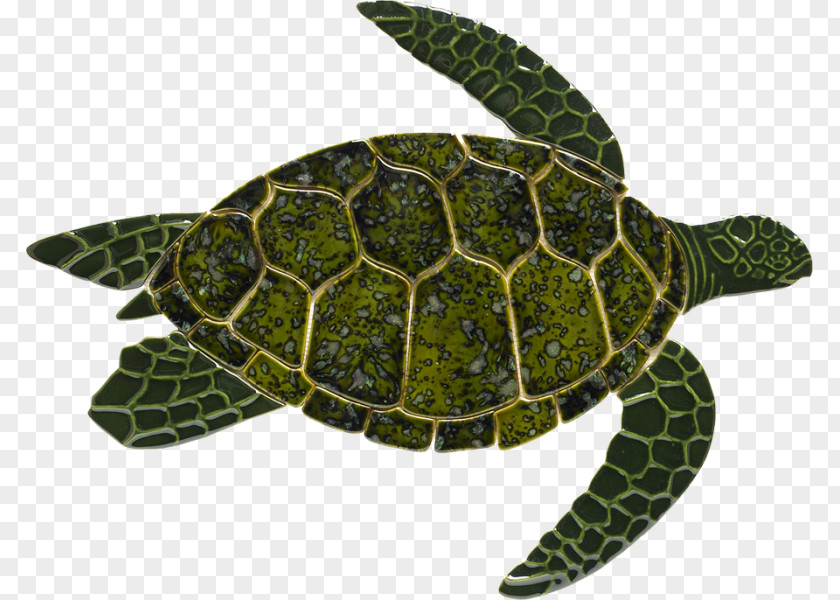 Turtle Loggerhead Sea Reptile Green PNG