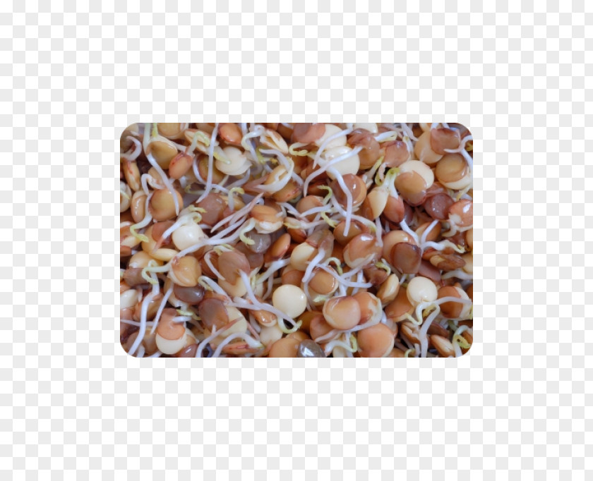 Alfalfa Sprouts Aukro Seed Garden Cress Radish Health PNG