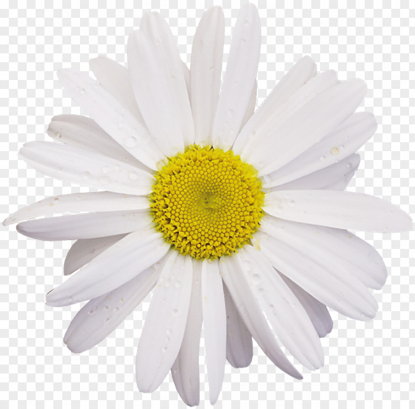 Camomile Bor Usolye-Sibirskoye German Chamomile Clip Art PNG