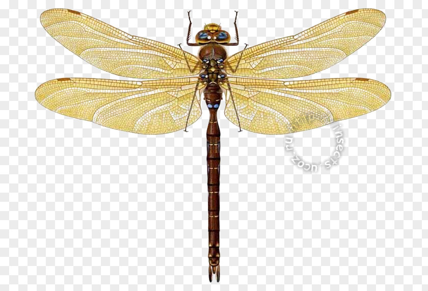 Dragonfly Pterygota Net-winged Insects PNG