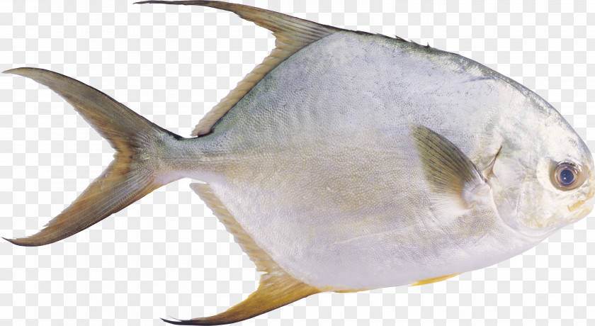 Fish Pampus Argenteus Fishing Industry Seafood PNG