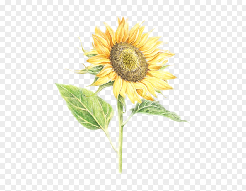 For Study Watercolor Painting Drawing Image Common Sunflower Clip Art PNG