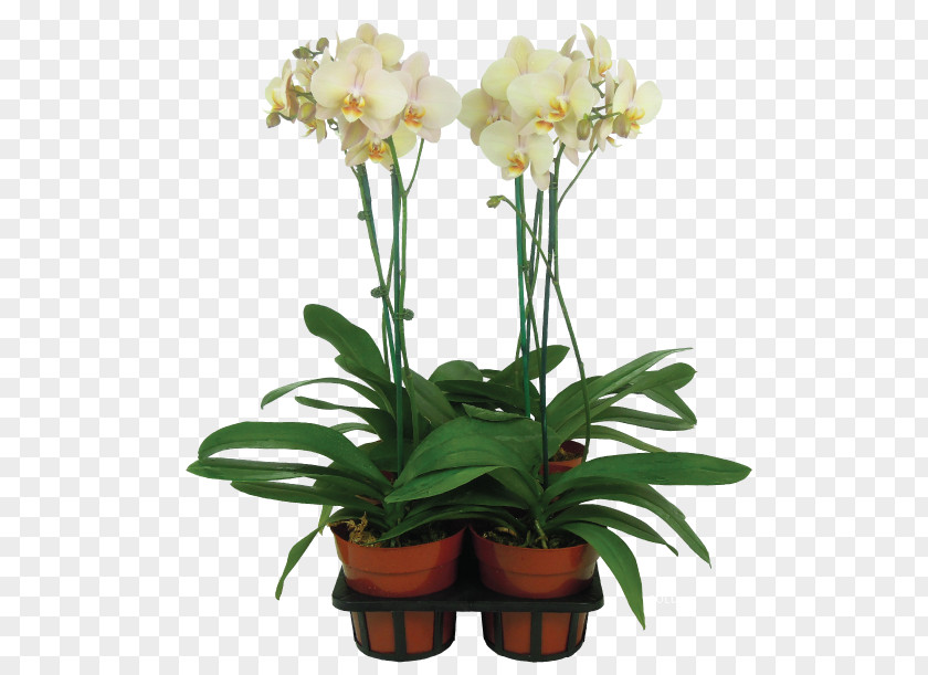 Gold Splash Cut Flowers Moth Orchids Vase Flowerpot PNG