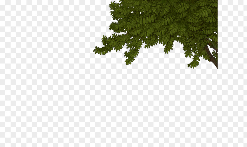 Leaf Fir Spruce Evergreen Biome PNG