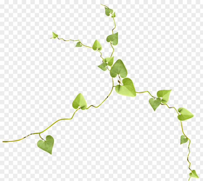 Leaf Twig Branch Clip Art PNG