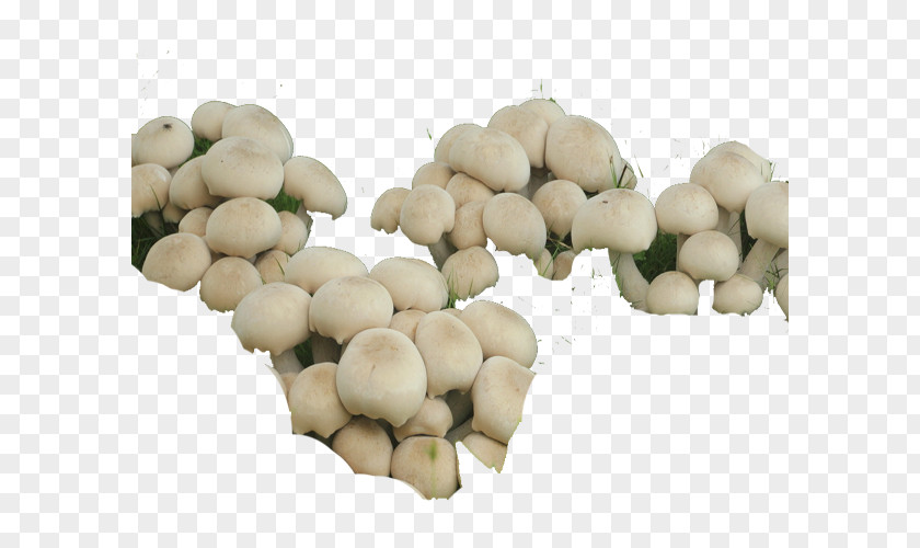 Nansha Wetland Mushrooms Oyster Mushroom Commodity Vegetable Fruit PNG
