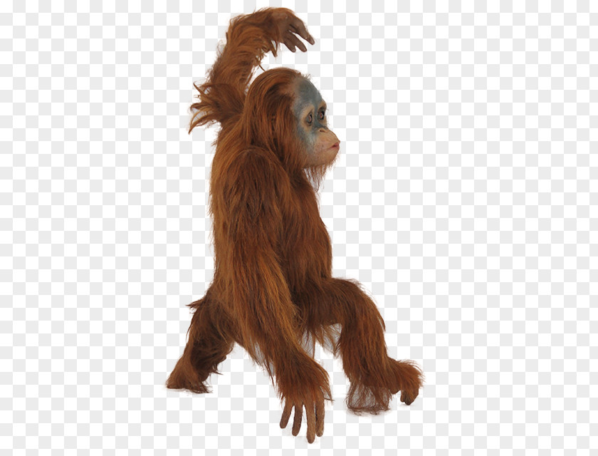 Orangutan Icon PNG