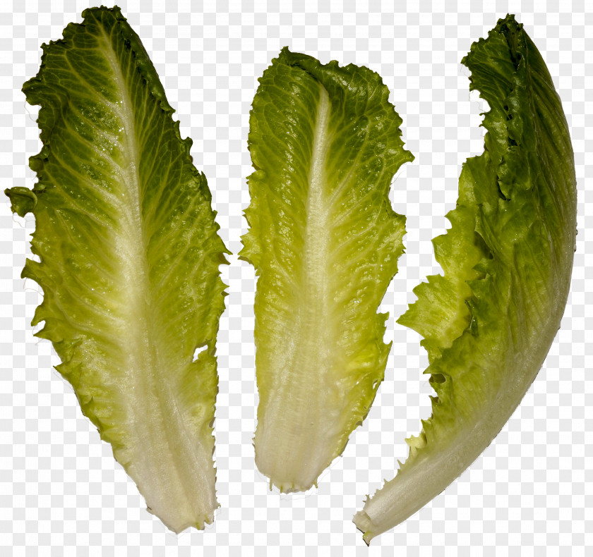 Salads Romaine Lettuce Wikimedia Commons Salad Leaf Vegetable PNG