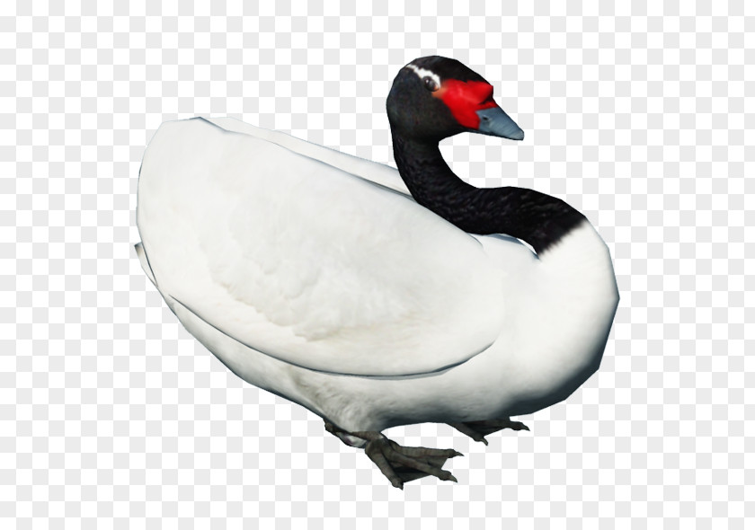 Lying Swan Goose Black Bird Duck PNG